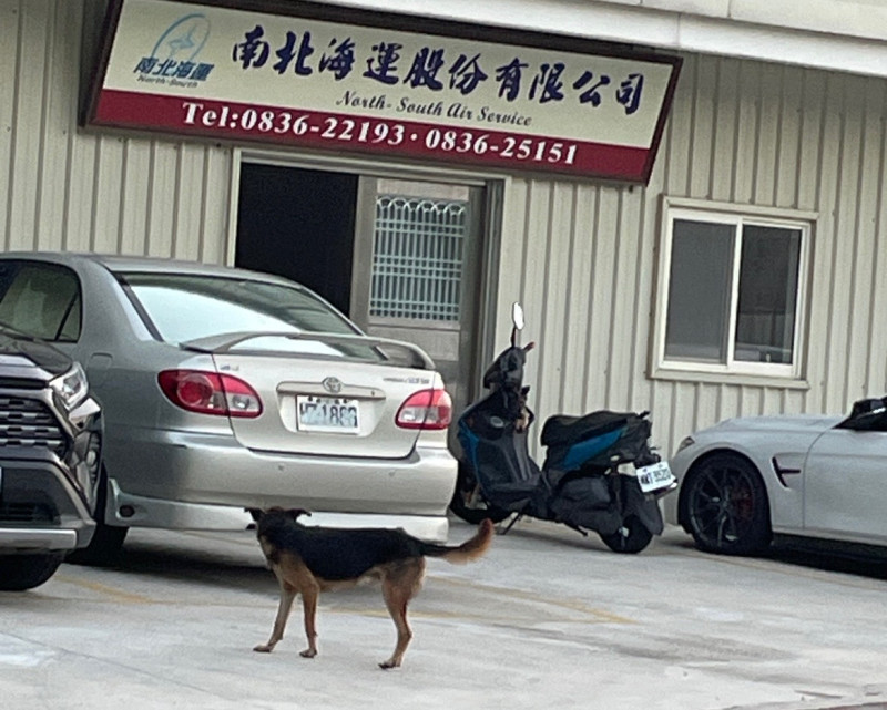 9/27現在連白天都出來追車了-黑咖狗