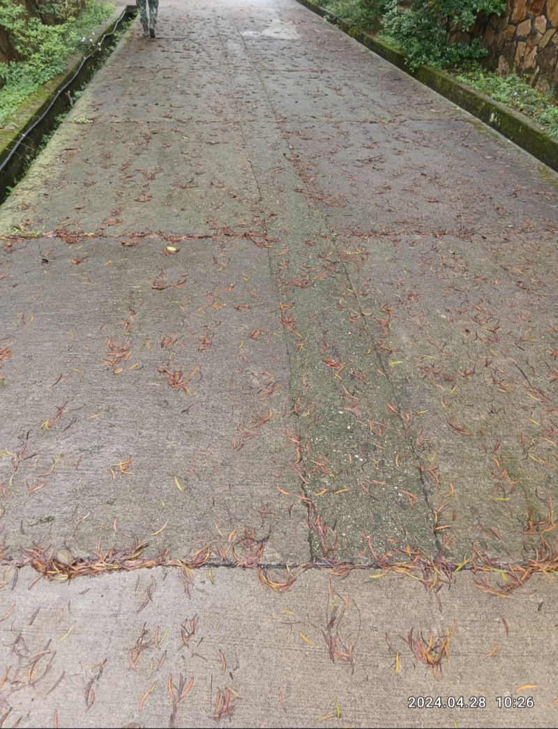 佈滿落葉及青苔