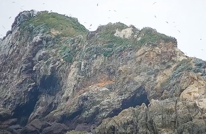 挺過颱風　西莒蛇山今年唯一燕鷗繁殖棲地  照片
