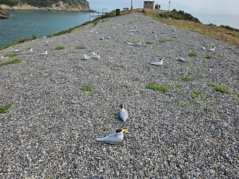 產發處完成鐵尖島棲地整理、假鳥佈放  照片