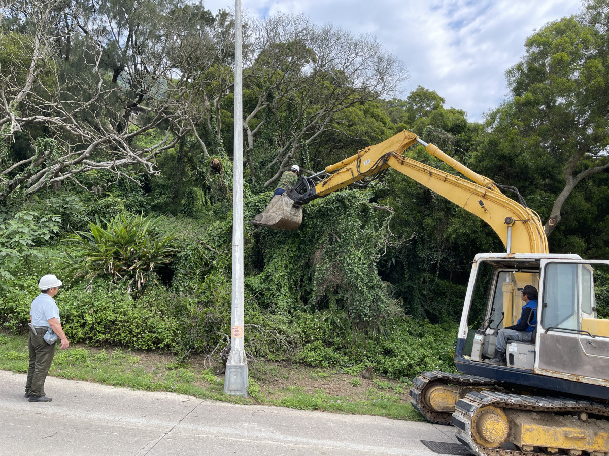 北竿大道即起一連三天配合路樹修剪實施局部交管