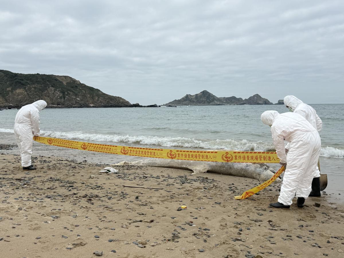 「鯨」嚇！東莒福正沙灘出現4米3大型鯨豚屍體