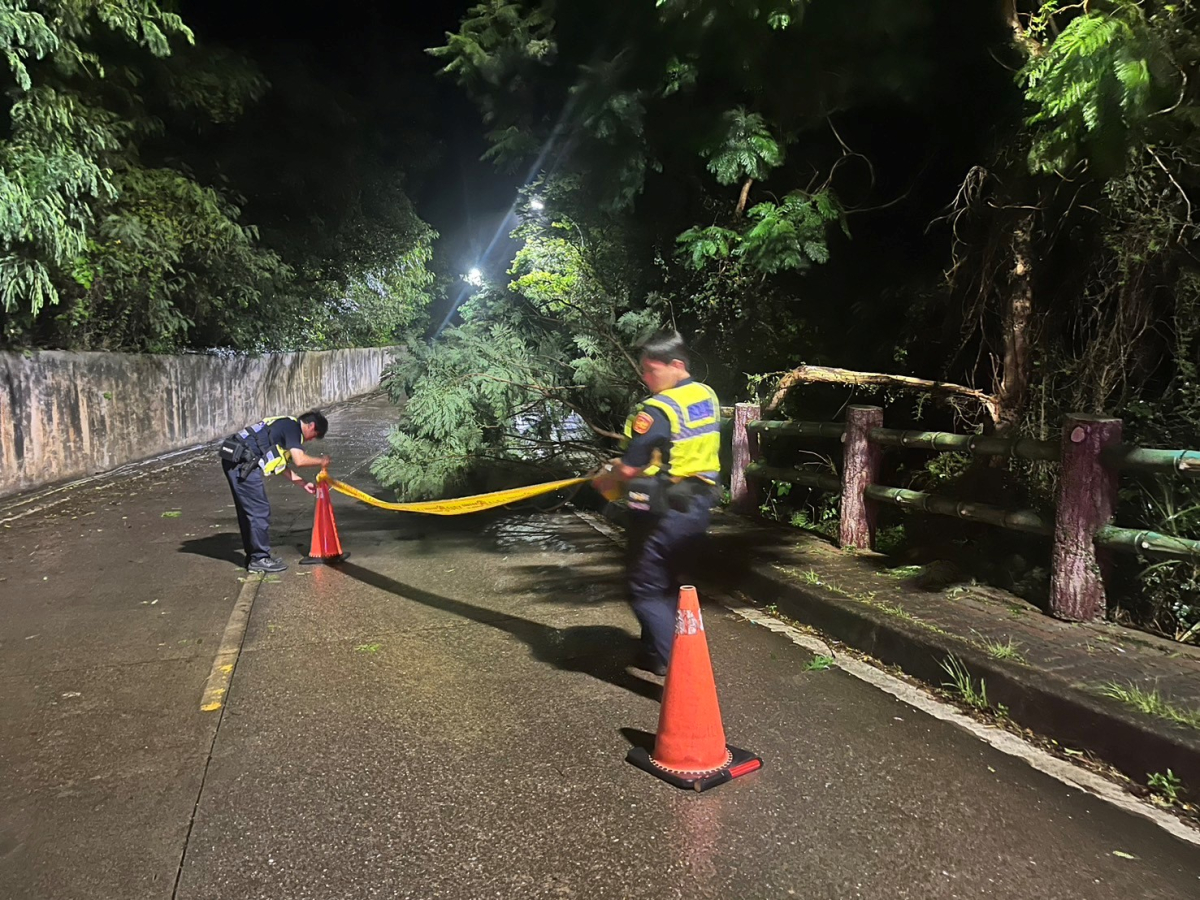風雨交加路樹倒塌　縣府即時排除籲：行車減速慢行