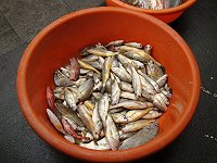 　在濃霧掩飾下，大陸漁船再次越區炸魚破壞海洋生態，他們眼裡賣不了幾個錢的小魚，成了最無辜的受害者。（圖／文：林冰芳）
