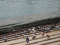 　我們不是黑尾鷗。（圖與文：陳其敏）