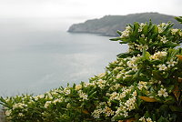 　縣樹吐芬芳。（圖／文：陳其敏）