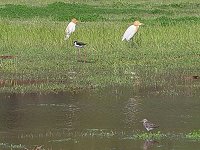賞鳥高峰／圖與文：陳其敏