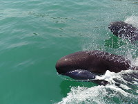 　南竿翰林角海域大批偽虎鯨現蹤。（圖：陳治強、陳治雄提供／文：邱竟瑋）