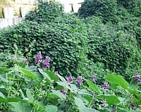 假菜豆　真開花／圖與文：陳鵬雄