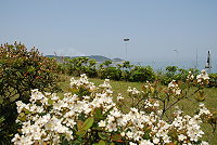 　白色花海。（圖／文：邱竟瑋）