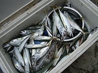 　花飛、鯷魚新鮮上市！遇上牠們，釣友們就算釣到手軟都心甘情願。（圖／文：林冰芳）