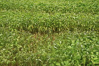 　旺盛西南風吹襲之下，東引燕秀地區的農作也受累。（圖／文：陳其敏）