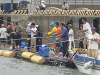 　莫拉克颱風過境，東引漁船碼頭又湧現釣黃雞魚的熱況。（圖／文：陳其敏）