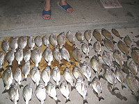 西莒黑鯛大咬魚獲佈滿地。(圖/文:陳樂團)