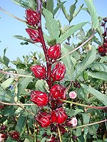 　台灣東部一帶隨處可見的洛神花在東莒農家用心培育下適應良好。（圖／文：林冰芳）