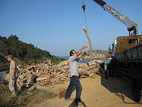 「2009媽祖在馬祖昇天祭」地景裝置藝術啟動,文化局邀請國立台灣藝術大學王國憲老師(中)創作團隊運用在地素材漂流木,打造「香頌馬祖」、「燈風兆吉」兩項作品,將佈置於馬港廣場,與媽祖在馬祖昇天祭主題意涵作結合。(圖:文化局提供)