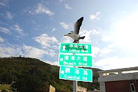 縣府交通局安裝黑嘴端鳳頭燕鷗路牌。(圖/文:邱竟瑋)