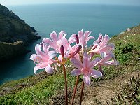 馬祖列島僅見於東引島和西引島的紅藍石蒜。(本報檔案圖片:陳其敏攝)