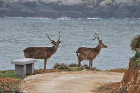 　野放大坵島梅花鹿因近親繁殖，長出畸形的鹿角（圖右），要積極引進外地種。（圖／文：陳鵬雄）
