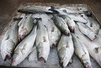 南竿鱸魚上市,斑闌的花紋、肚中的油脂引起老饕覬覦。(圖/文:邱竟瑋)