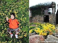 　莒光油菊之美。（攝影／曹以鋒）