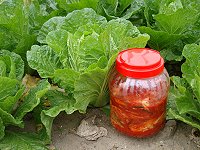 　大白菜產季到，媽媽們不妨利用甜度、脆度一流的冬令蔬菜DIY醃製韓式泡菜，不但省了荷包食用起來也放心。（圖／文：林冰芳）