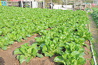 　&#22338;里農地種植的大白菜今年收成較晚。（圖／文：陳鵬雄）