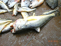地方偶有一斤左右的野生黃魚,魚體較小,量亦不多,一斤大約一百五十元。(圖/文:宋志富)