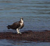 今年冬季我們在馬祖之5魚鷹 圖:馬祖野鳥學會
