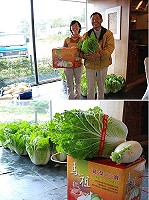 真的是聽佛經長大的蘿蔔、大白菜!日光海岸老闆劉天順今年新創舉,採有機方式栽種外,還讓蔬菜三寶聽佛經,不是蓋的每一顆都又大又飽滿,口感吃過的人都說讚。(圖/文:劉秋月)