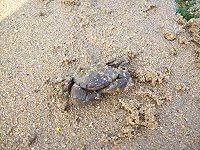漂流木底下,濕地蟹族接踵而出。(圖/文:邱竟瑋)