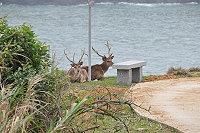 　大坵島進入枯草期，島上梅花鹿食物可能面臨短缺。（圖／文：陳鵬雄）