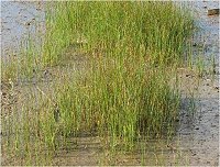 清水溼地生態介紹7 雲林莞草/圖與文:清水社區發展協會