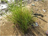 清水溼地生態介紹8-互花米草。(圖與文:清水社區發展協會)