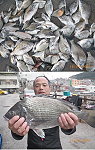 圖上為一釣友亮出光是巴掌大的小黑鯛有六、七十隻以上,令人驚愕、扼腕,圖下為大隻黑鯛秀出,大家分享喜悅。(圖:轉自馬祖資訊網站東引釣魚篇 )