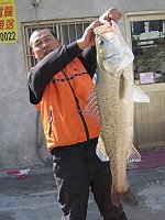 上週有霧,並天候較好,東引鱸魚有斬獲。(圖:馬祖資訊網東引釣魚)