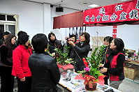 　婦女會居家組合盆栽研習邀請到「插花達人」曹曉芬指導，以金錢樹、長春藤等春節花材為主題，為住家營造喜氣洋洋的新年氣氛。（圖／文：曹重偉）