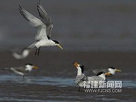 　牠已是馬祖的代名詞之一，穿越閩江覓食很正常，大陸鳥友拍到珍貴鏡頭，非常高興。（圖：福州新聞網）