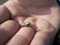 全村一起來熱鬧!(圖與文:張登傑、陳樂團)
