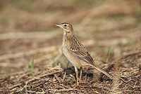 今年冬天我們在馬祖之13　大花鷚／圖：馬祖野鳥學會