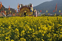 油菜盛開迎元宵／圖與文：陳鵬雄