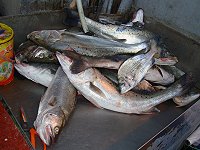 　連續兩天莒光海域傳出鱸魚大咬的好消息。（圖／文：林冰芳）