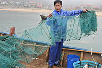 　北竿漁民引進蝦籠捕撈技術，在塘岐沙地成功捕到晶瑩剔透的沙蝦。（圖／文：陳鵬雄）