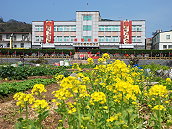 南、北竿油菜花接連綻放,凸顯馬祖在建築與戰地風情外,另一種自然之美。(圖/文:邱竟瑋)