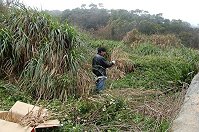 村民割集馬草焚燒以祭三郎座騎的白馬,充當糧秣。(圖:坂里白馬尊王廟管會提供)