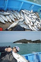 東莒二月下旬鱸魚大豐收,釣友出海戰利品。(圖:東莒船老大磯釣民宿提供)