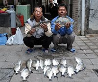 春季回暖,水溫升高,黑格(黑鯛、馬祖人叫烏鰳)有了,淡水陳、曾姓釣客在東引八分稍有斬獲。(圖:馬祖資訊網東引釣魚版)