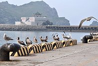 大批黑尾鷗提早報到,棲息中柱港漁船碼頭。(圖:劉家國提供)