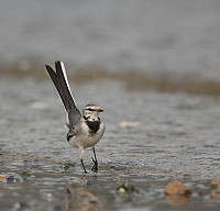 　白鶺鴒。（圖：馬祖野鳥學會）
