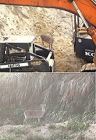 　南竿再傳出梅花鹿目擊案例，地點都在珠山電廠上方，時間則落在去年底到今年農曆年間。拍攝地點為陳勁富先生家附近。（圖：南竿林先生提供）